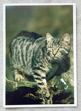 1 AK Katze auf der Jagd - BA