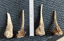 4 Abwurfstangen, Damwild