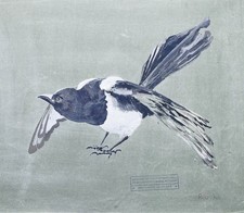 Reincke - Elster Magpie
