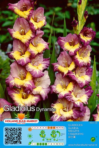 Gladiolen - @,