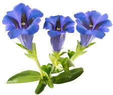 Enzian Wurzel Kapseln