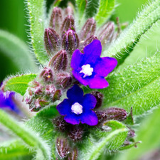 1000 Samen Ochsenzunge Blue