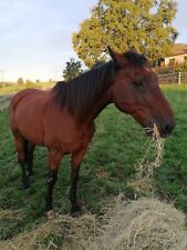 15 Liter Pferdeäpfel