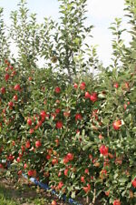 Apfelbaum `Rebella ®´, kleinbleibender Apfelbaum, 120-140cm im 10L Topf