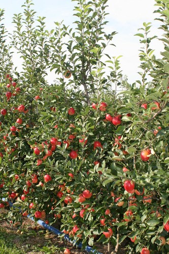 Apfelbaum rebella - apfelbaum, ®´