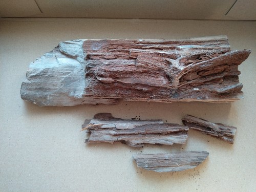Verkieseltes holz aus dem - verkieseltes,