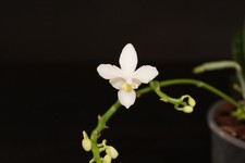 Phalaenopsis equestris var. alba x sib blühend/flowering