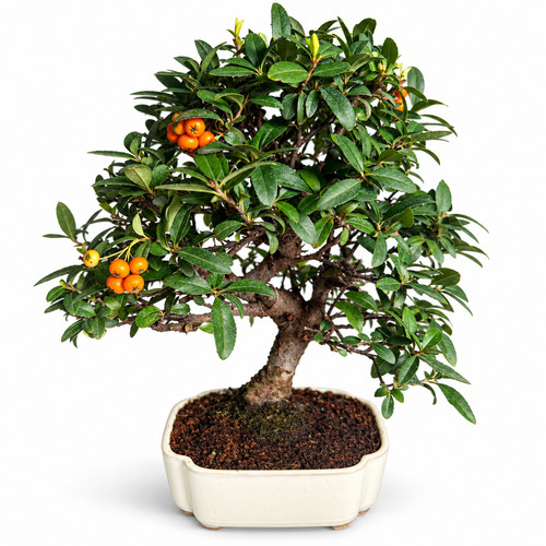Japanischer bonsai feuerdorn - japanischer,