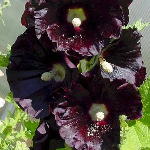 Samen stockrose schwarz - stockrose,