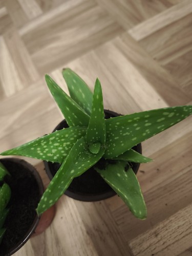 Aloe vera pflanze - vera,