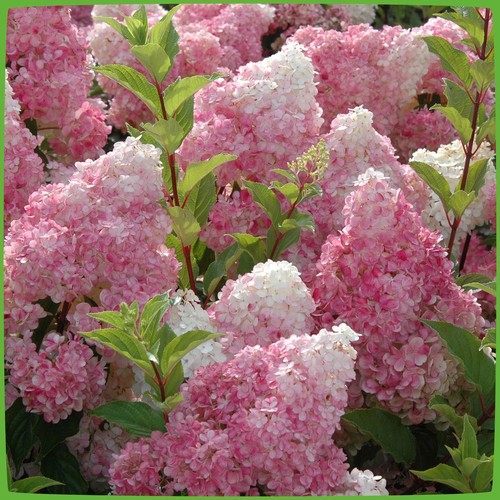 Rispenhortensie hydrangea - rispenhortensie,