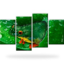 Frosch Tiere Natur Bild Bilder