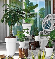 Central Garden Round High