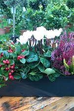 Herbst Balkonkasten 40cm breit, Calluna vulgaris Trio Milka (Besenheide), Alp...