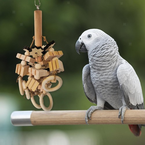 Papagei kauspielzeug - papagei,