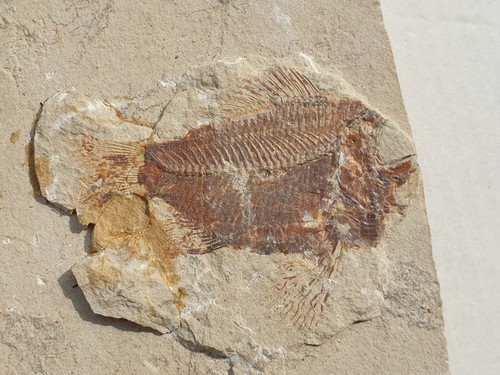 Stichopteryx lewisi seltener - -,