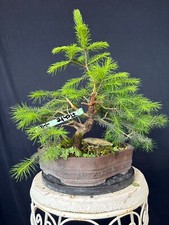 Fichte Bonsai Prebonsai