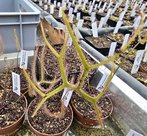 Drosera binata var