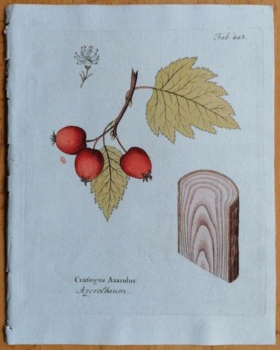 Vietz icones plantarum - vietz,