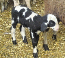 Echtes Lammfeld Maße: 1250 mm