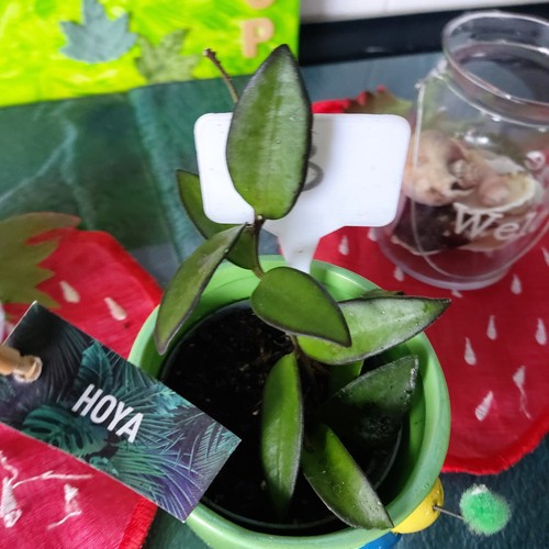 Hoya porzellanblume - ,
