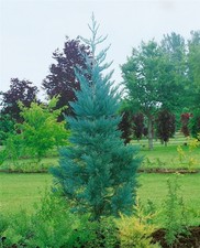 Sequoiadendron giganteum 'Glaucum', Mammutbaum, blaugrün, 80–100 cm
