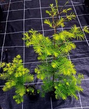 1 x Urwelt Mammutbaum Metasequoia glyptostroboides Topf 65-70 cm