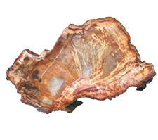 versteinertes Holz von