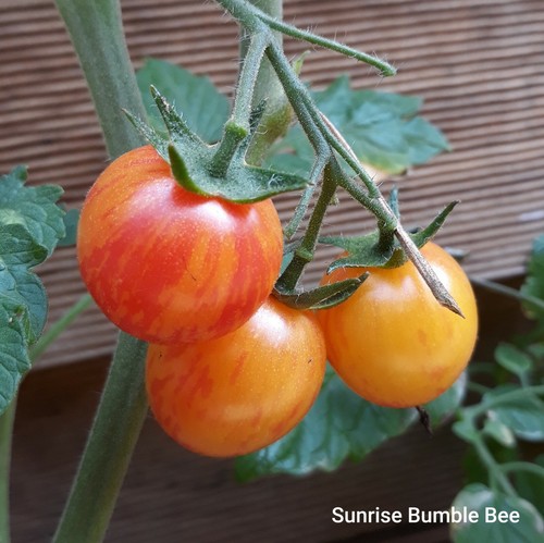Tomate sunrise bumblebee - tomate,