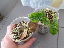 Philodendron melanochrysum - philodendron,