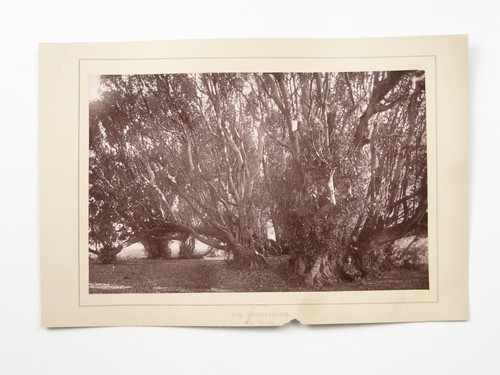 Wonderboom tree near - tree,