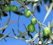 Olivenbaum, Ölbaum, Olea europaea, Kübel-Pflanze, Bonsai, Oliven-Baum, 30 Samen