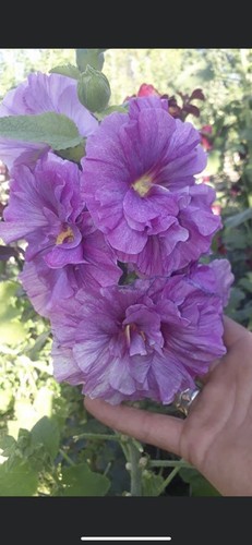 Stockrosen alcea rosea samen - rosea,