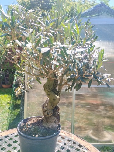 Bonsai olea europaea shari - olea,