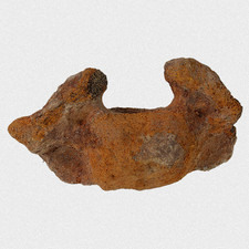 Fossil C. Antiquitatis