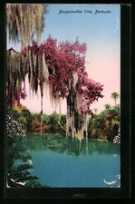 Bermuda, Bougainvillea Vine, Ansichtskarte 