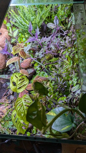 Terrarienpflanzen set - terrarienpflanzen, –