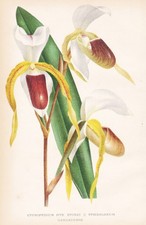Cypripedium Stonei Spicerianum