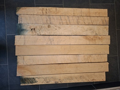 Kanadischer ahorn hard maple - kanadischer,