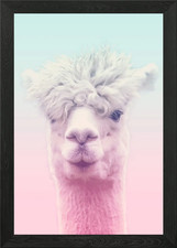 Lama Lama Alpaka Gerahmtes
