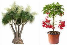 SAMEN Zimmerpflanzen