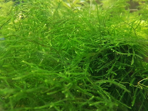 Aquarium pflanze javamoos - aquarium,