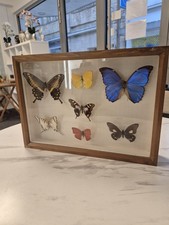 Schmeterlinge, Sammlung mit