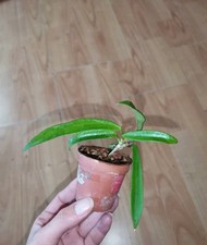 Hoya Minibelle bewurzelter