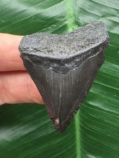 5,0 cm dunkler Zahn des