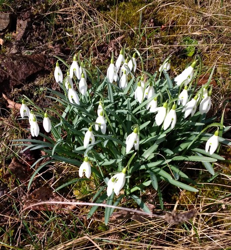 Galanthus - @,