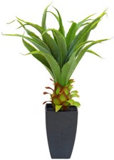 EUROPALMS Agave im Topf, 75cm