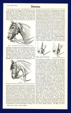 Artikel Zaumzeug anno 1897 - Kandare Zügel Dressur Zäumung Trense Halfter Pelham