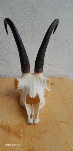 Gamsbock trophäe 13 jahre - gamsbock;, trophäe: