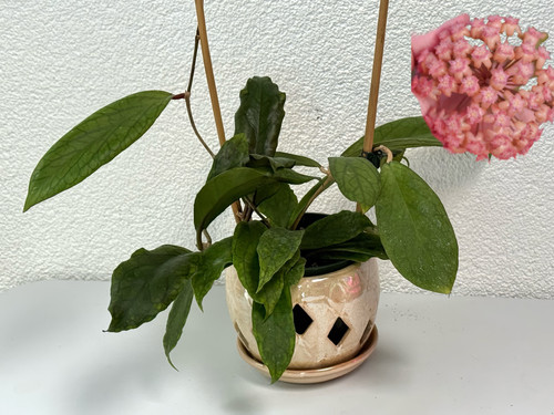 Hoya udroiu well rooted - hoya,